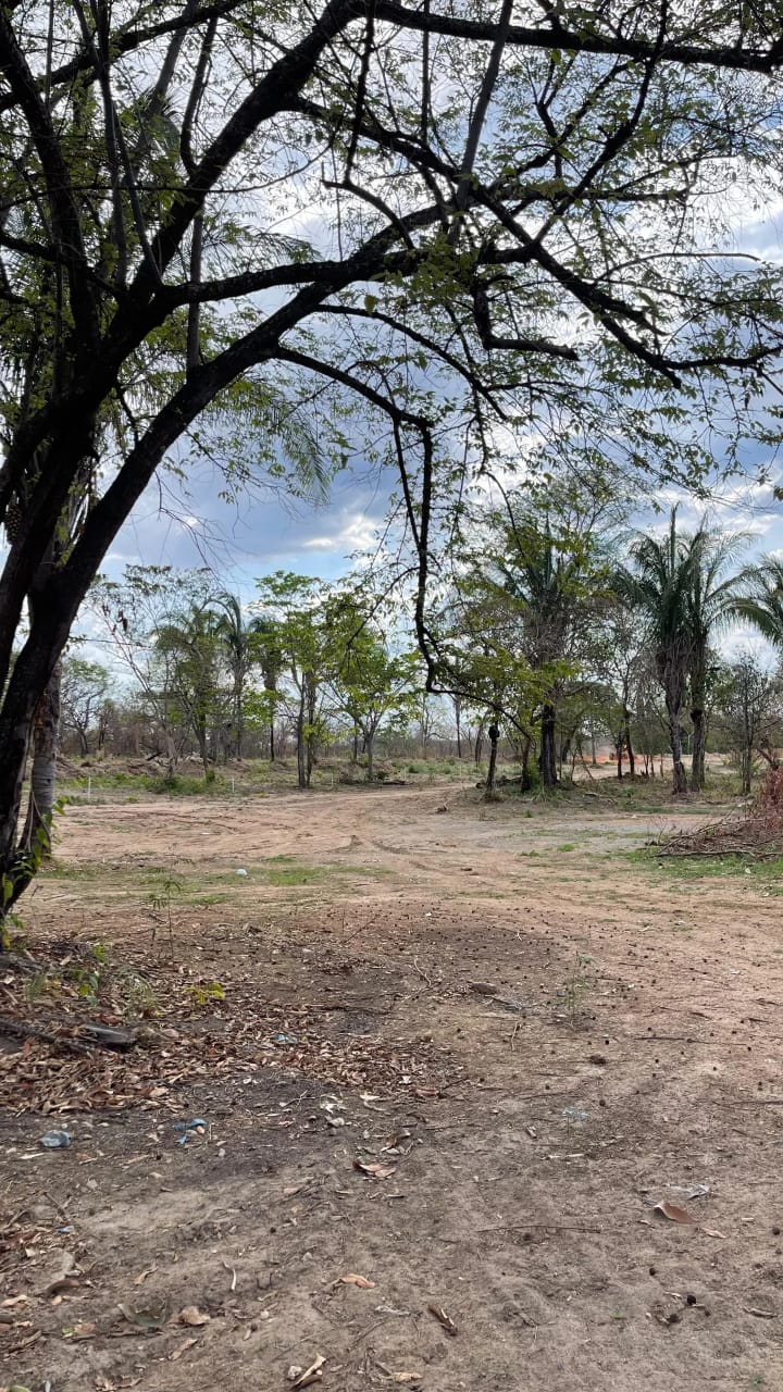 Área do loteamento com palmeiras e vegetação nativa